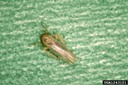 leafhoppersm